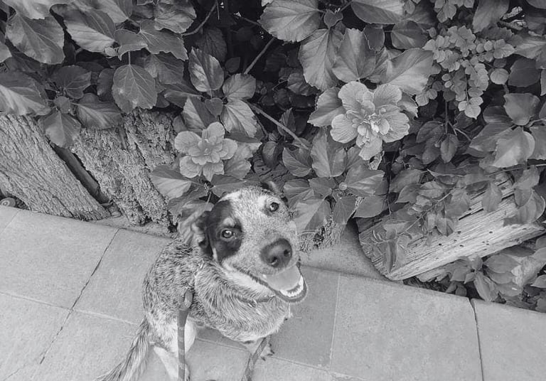 Blue Heeler sonriente sentado en un patio de piedra junto a flores de jardín en flor.