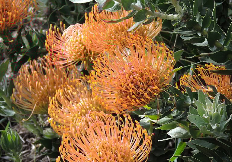 Leucospermum cordifolium - graphisme des fleurs et du feuillage