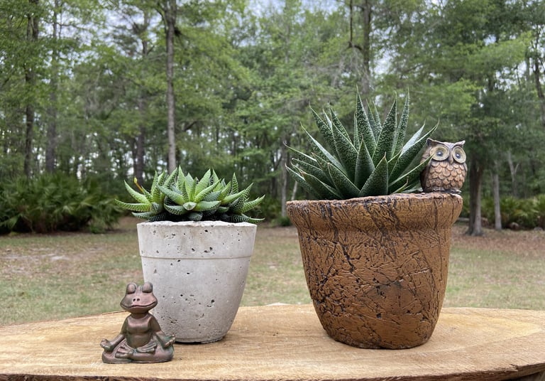 Small green succulent plants in rustic pots with a yoga frog and owl figurine on a wooden slab.