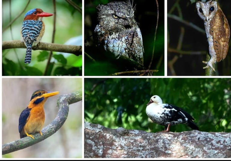 Way Kambas Birding tour and Way kanan National Park Birding Tour