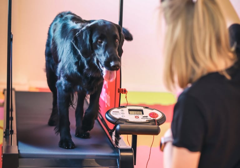 Šuo ant bėgimo takelio gerina savo ištvermę