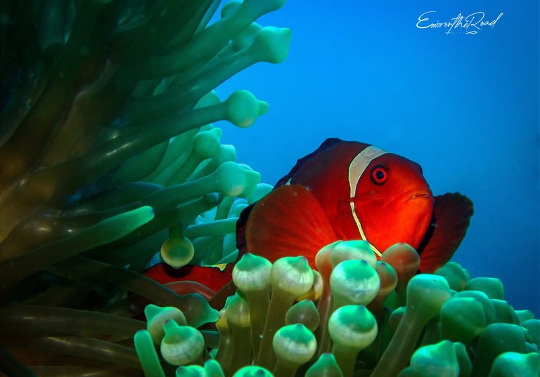 A vivid maroon clownfish with its characteristic cheek spine nestled in a bulb tentacled sea anemone, Gili Scuba Diving