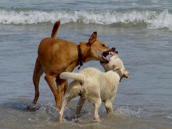 Dos perros jugando en la Playa de Pinedo