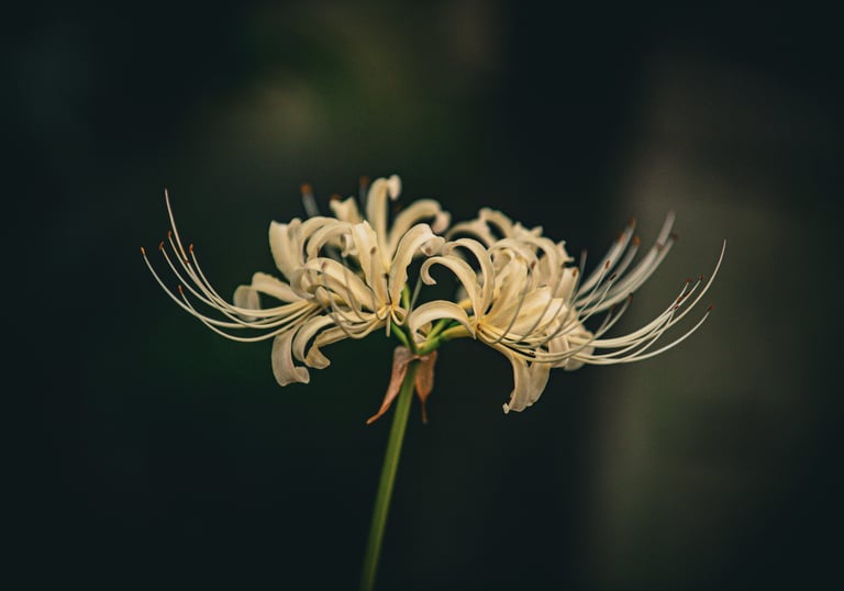 a rare blossom thriving in its own time, representing inner value over external validation