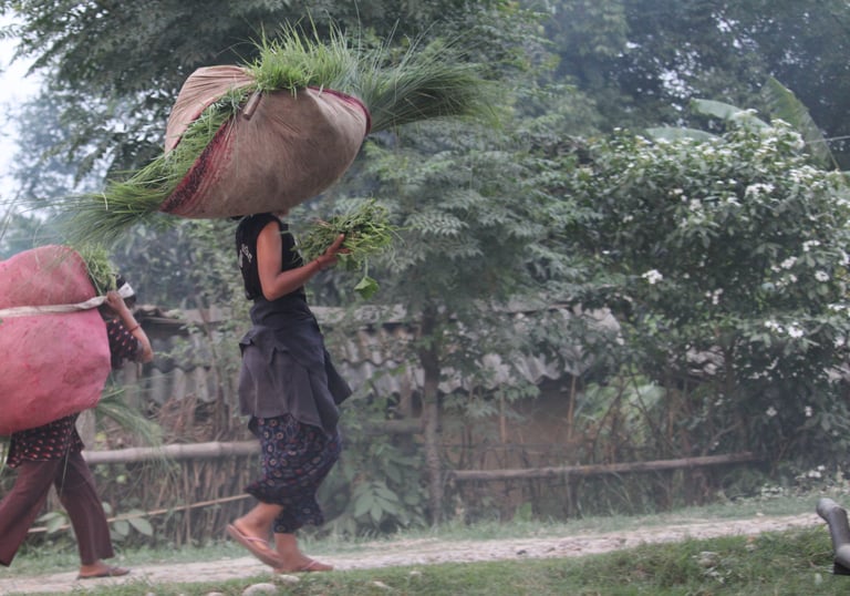 Tharu women returning home with grass for the animals