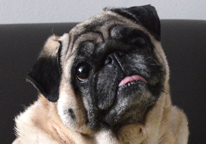 Uma cachorrinha pug com olhos de pidona