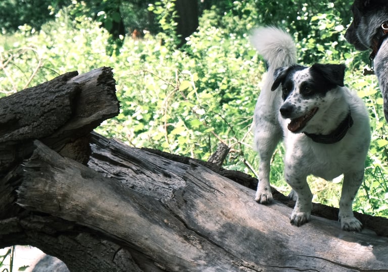 Training dog to be off leash, enjoying the outdoors