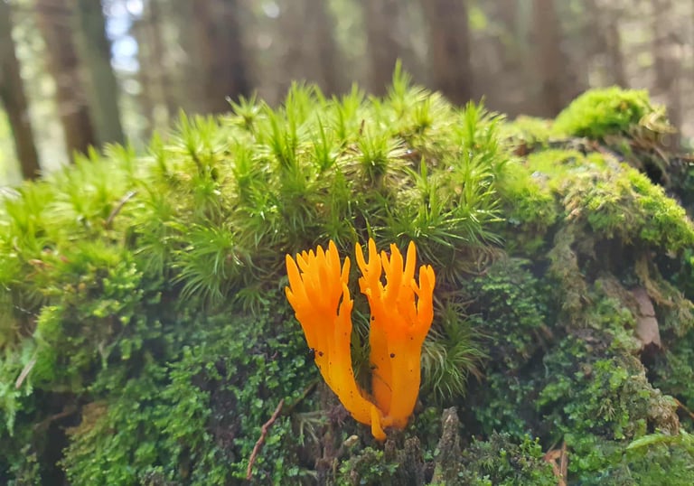 Individualios psichoterapijos konsultacijos