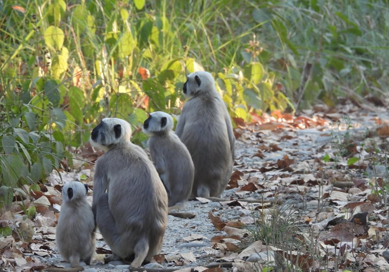 langur family in Bardiya