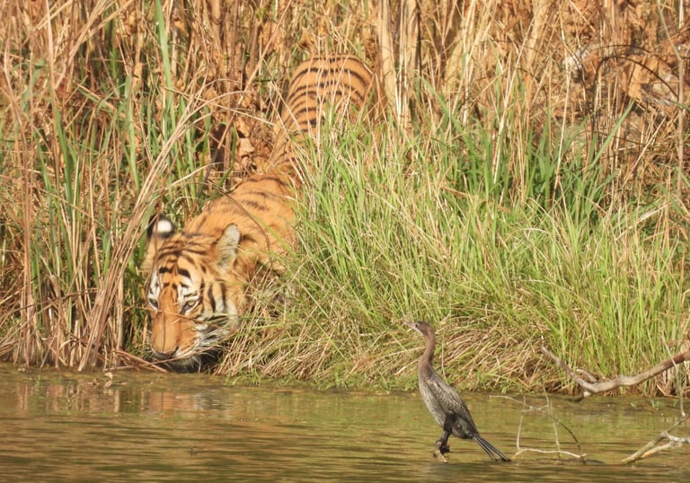 tiger drinking in Bardiya jungle