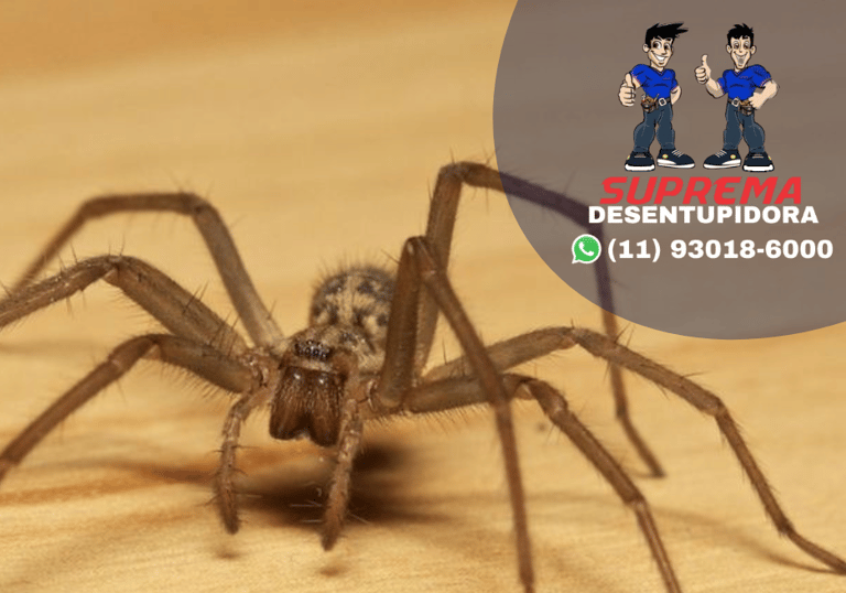 aranhas