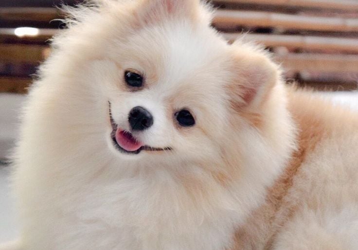 criadero pomerania argentina venta cachorros