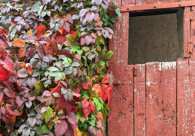 Une porte rouge et une feuillage coloré