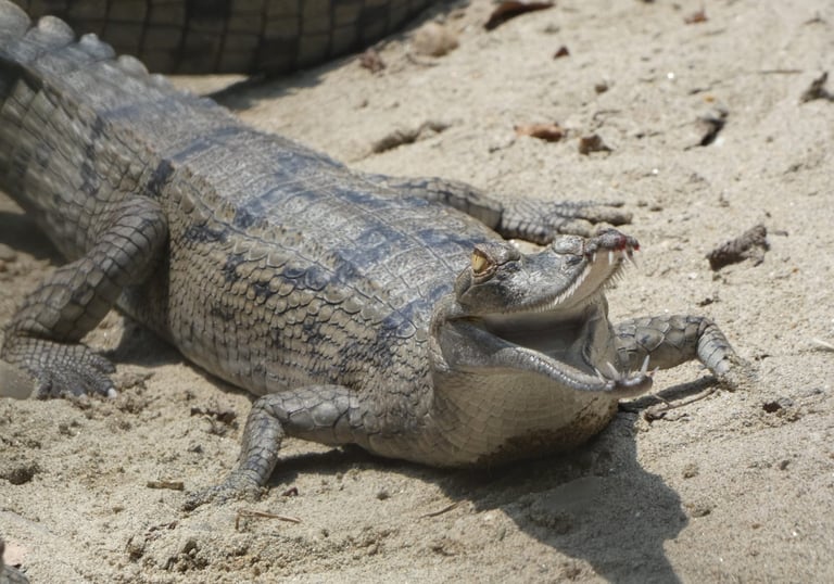 gharial of the Ganges near the Mohana River