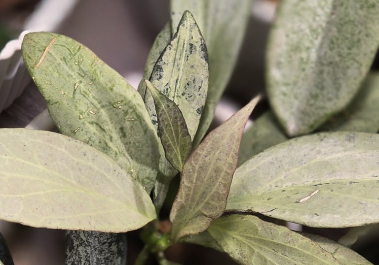 Hoya New Gunea Ghost