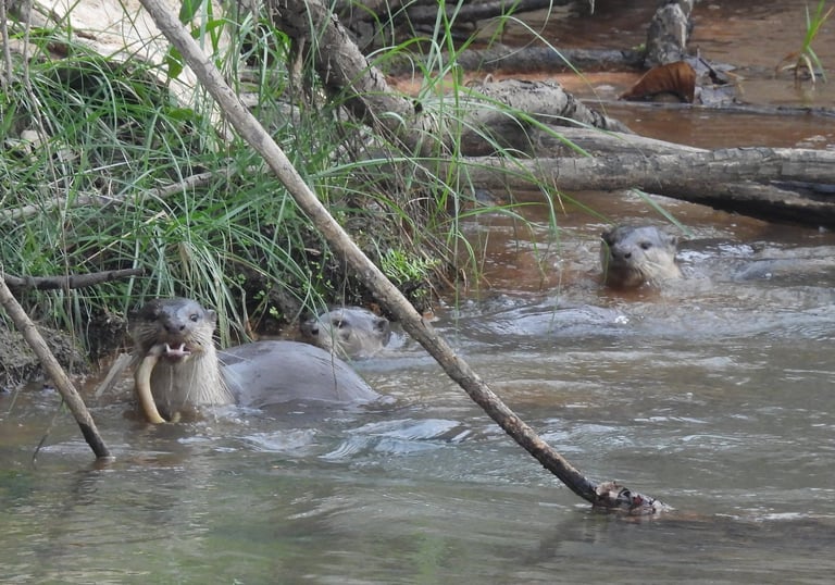 otters in Bardiya