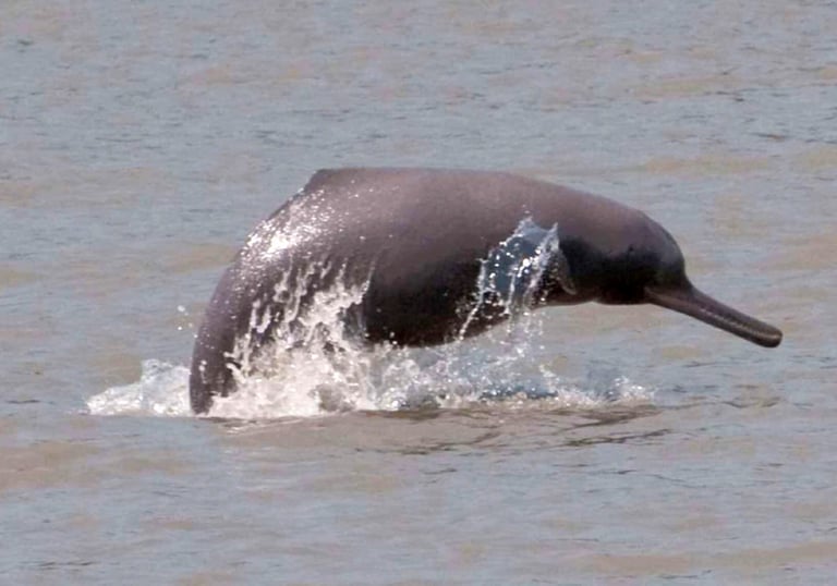 Ganges dolphin in the Mohana River