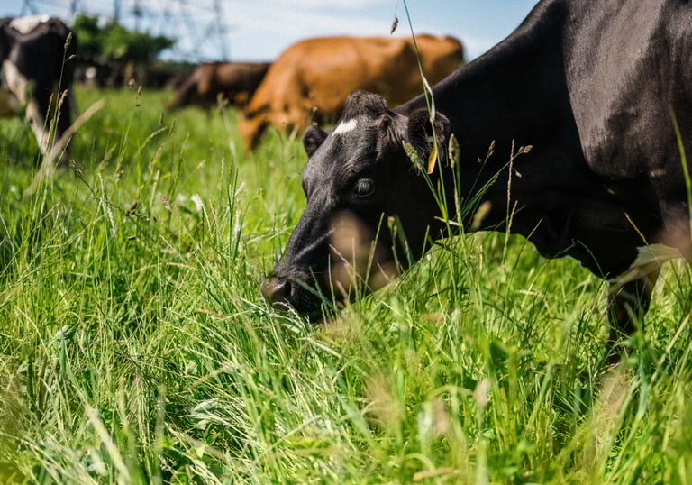 an organic dairy cow grazing in the grass in a field