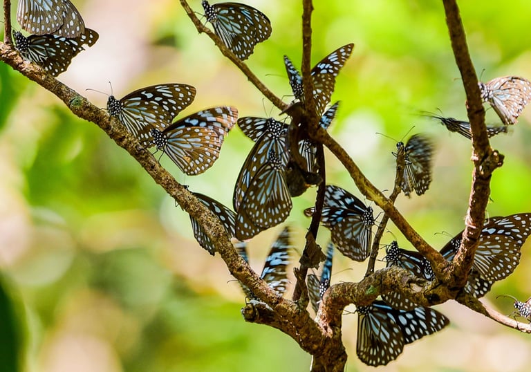 Services regarding setting up butterfly garden, organic farming and sustainable farming practices.