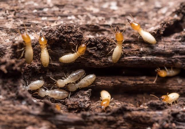 Termite Pest Control Service