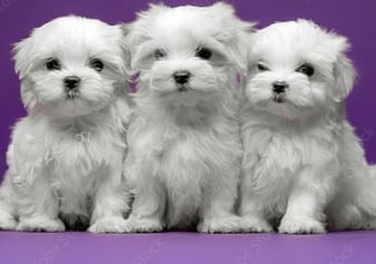 3 Maltese puppies in Houston Texas sitting together. 