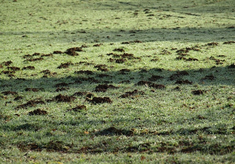 Zwalczanie kretów oraz nornic metodą gazowania Śląsk - jest to najskuteczniejsza metoda.