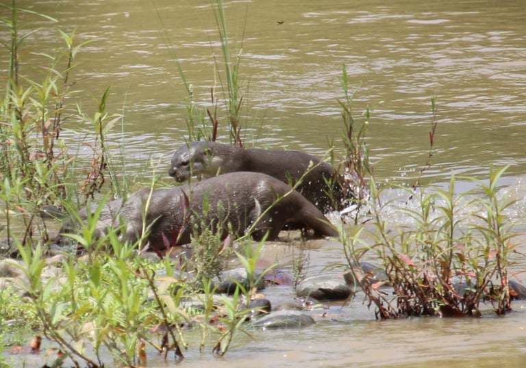 otters  fishing in Bardiya