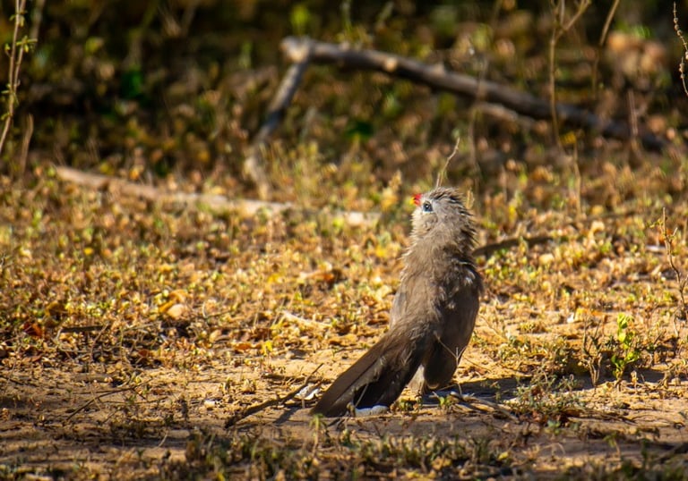 Birds in Kumana National Park on Wild Ceylon Safari Tour