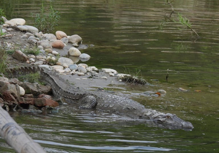 crocodile in bardiya park