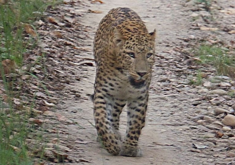 lepard in the Bardia jungle 