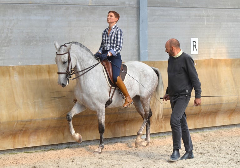 dressage equestre de tradition française