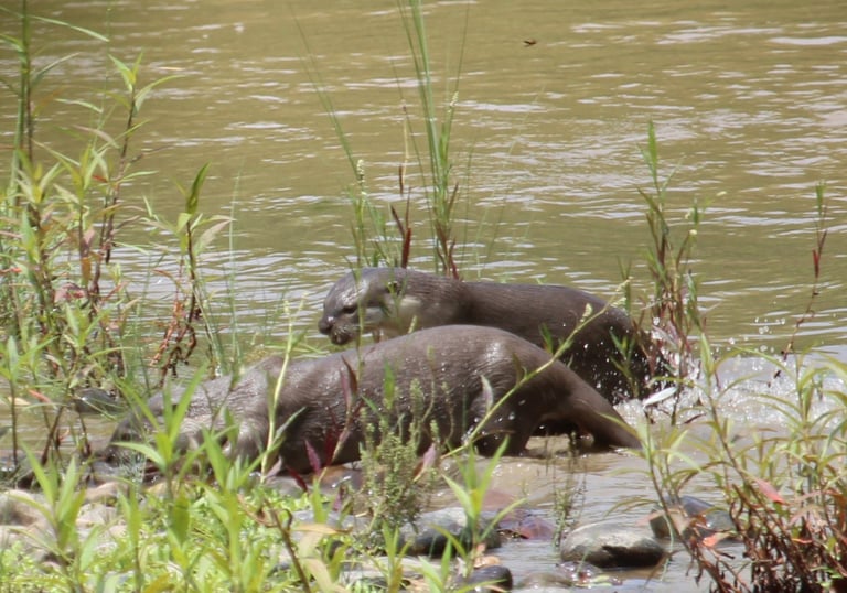 loutres cherchant leur repas dans le Parc National de Bardiya