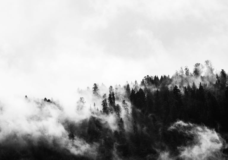 mysterious mist hanging over treetops like a soft veil