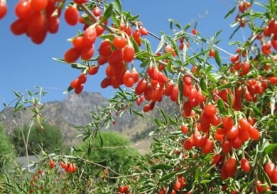 Goji Berry tree