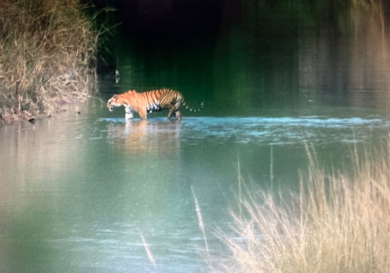 tiger crossing the river in Bardiya