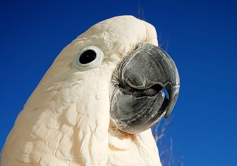 Face of Moluccan Cockatoo against blue sky