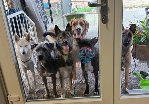 Mehrere Hunde vor einer Tür. Gruppentraining für Sozialverhalten und Grundgehorsam