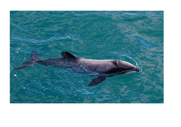 Hectors Dolphin- Conservation Status: Endangered