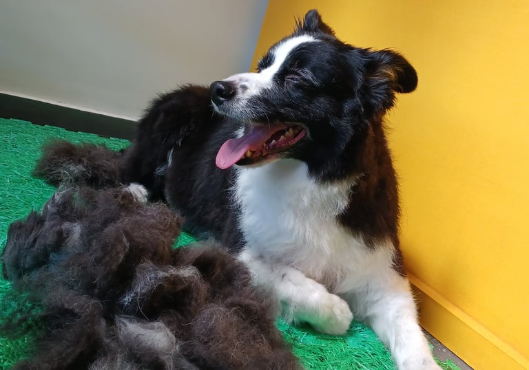 a dog is laying on the floor next to a pile of fur