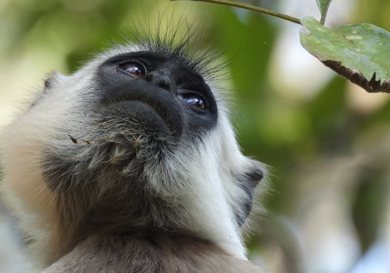langur monkey