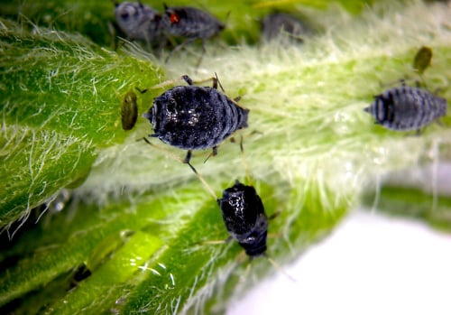 Zwalczanie mszyc, ślimaków, larw Śląsk - Skuteczne metody ochrony roślin domowych i uprawnych