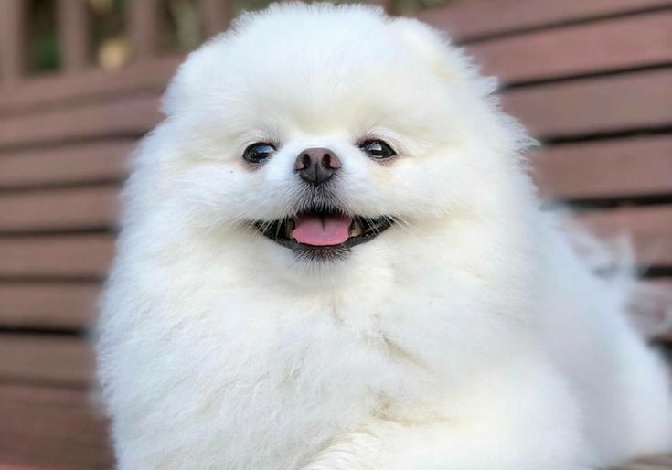 venta cachorro pomerania