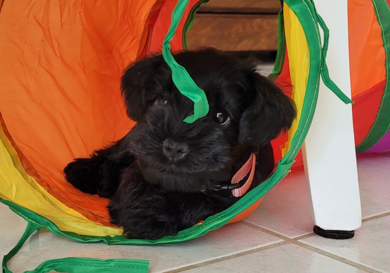 Bébé Schnauzer qui joue dans un tunnel