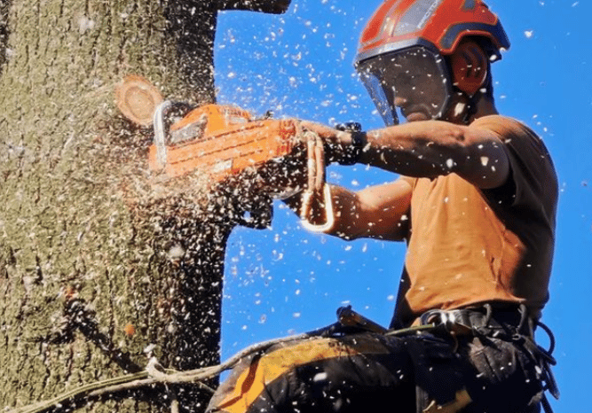 Élagueur professionnel en plein travail, élaguant un arbre à l’aide d’une tronçonneuse.