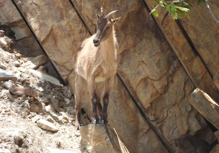 Goral in Dolpo