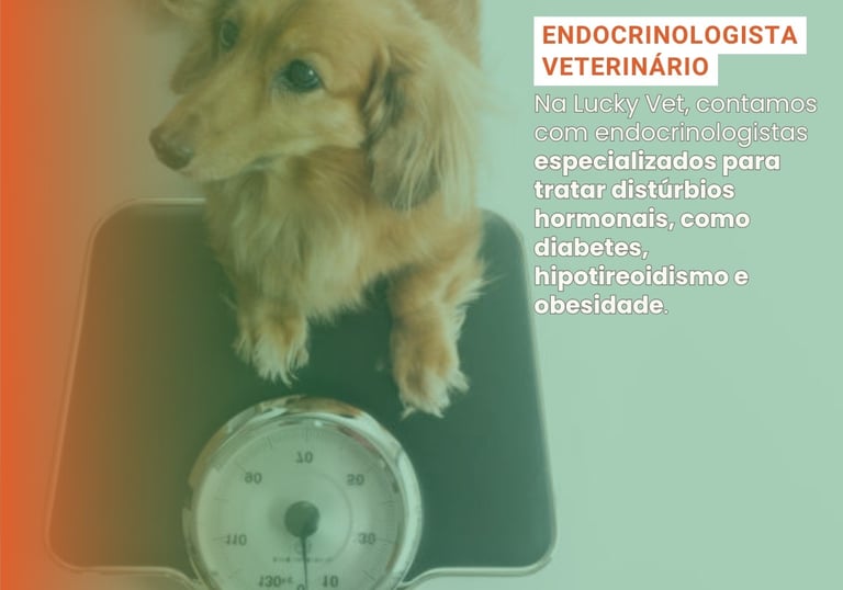 Endocrinologia Veterinária é na Lucky Vet, Pet Shop e Clínica Vererinária na Zona Norte de São Paulo