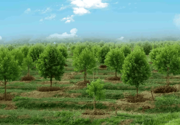 a field with a few trees and a blue sky