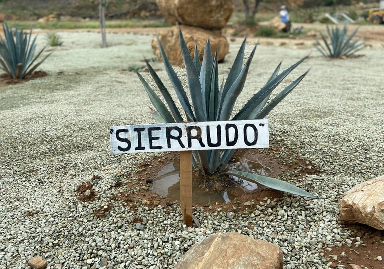 Sierrudo Agave
