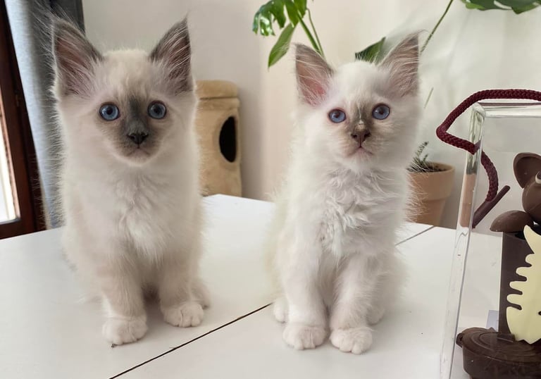 two kittenpies sitting on a table with eggshells and tomatoes