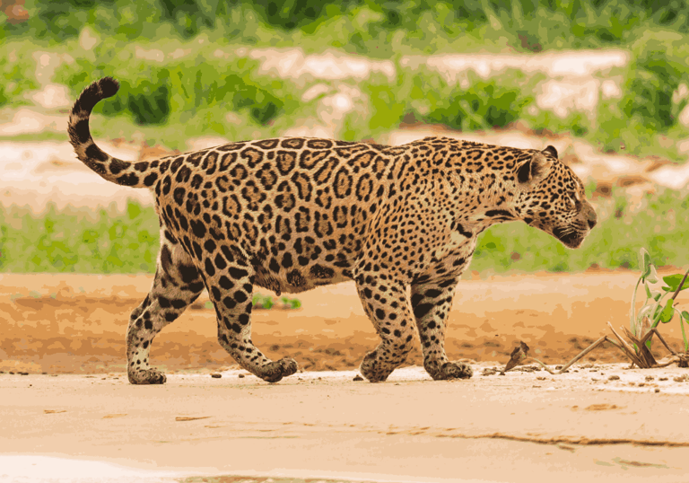 Pregnant jaguar walking on the rivers margin